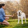 Dog Wireless Fence Collar Receiver Gps Tracker Vibration Beep Mode Single Dog Receiver Without Remote For Small Medium Large Dogs